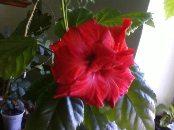  - A-Flori 2012