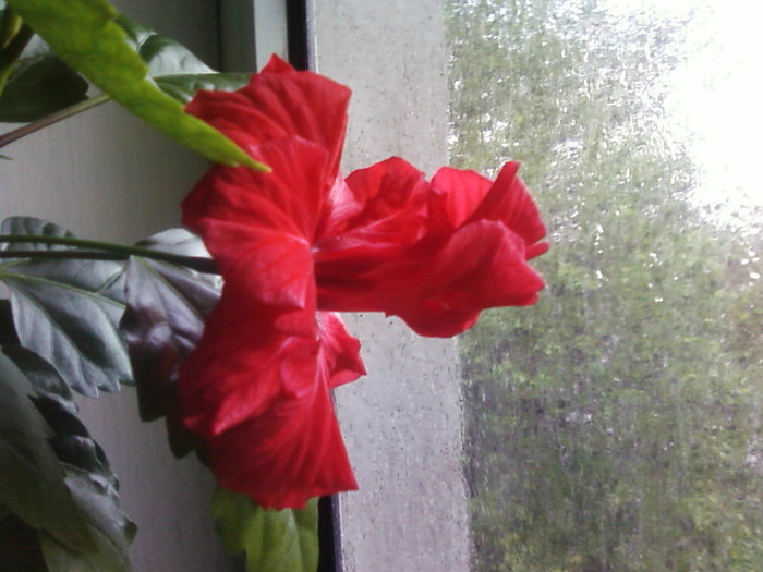  - A-Flori 2012