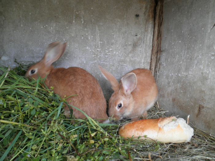 Puiuti de 4luni - LAPINS