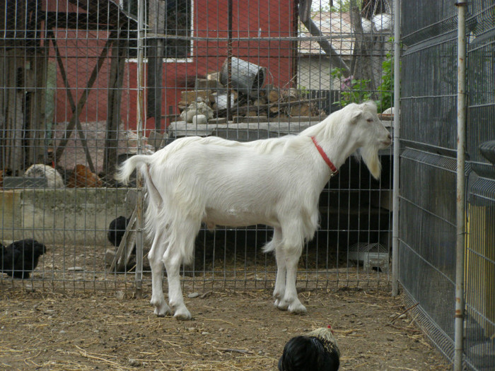 Albano un an - Caprele mele