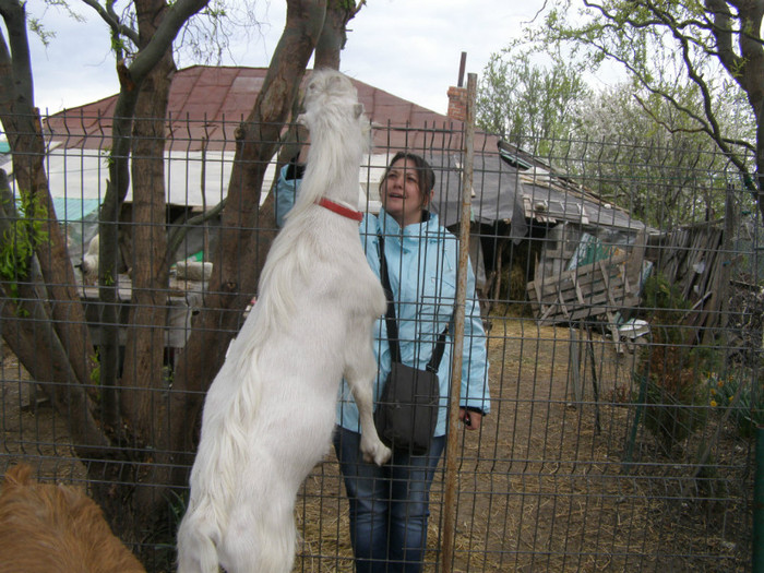 Albano un an - Caprele mele