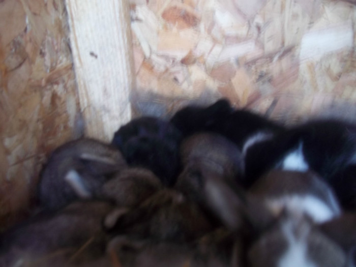 100_6956; sunt foarte frumosi
