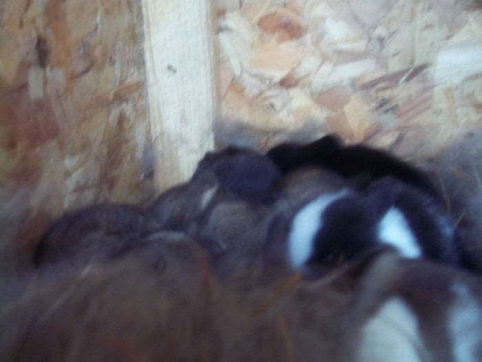 100_6955; doua saptamani
