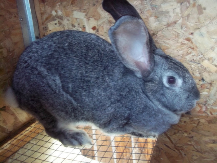 mama lor; mama lor.....
