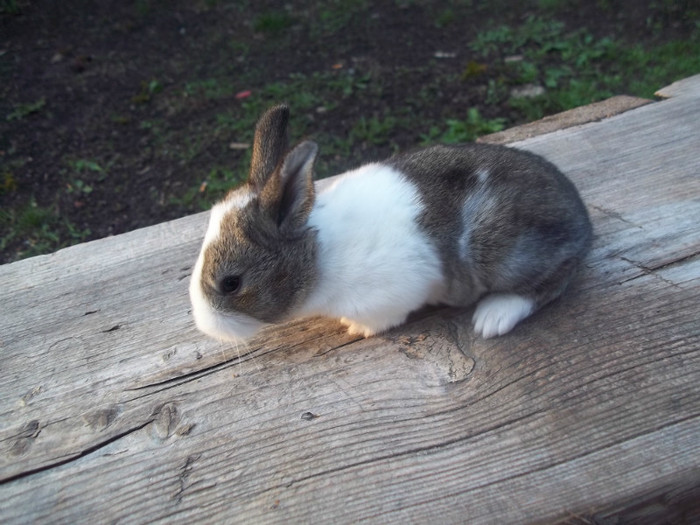 smoky; doua saptamani
