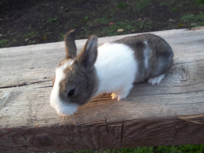 14 zile; doua saptamani
