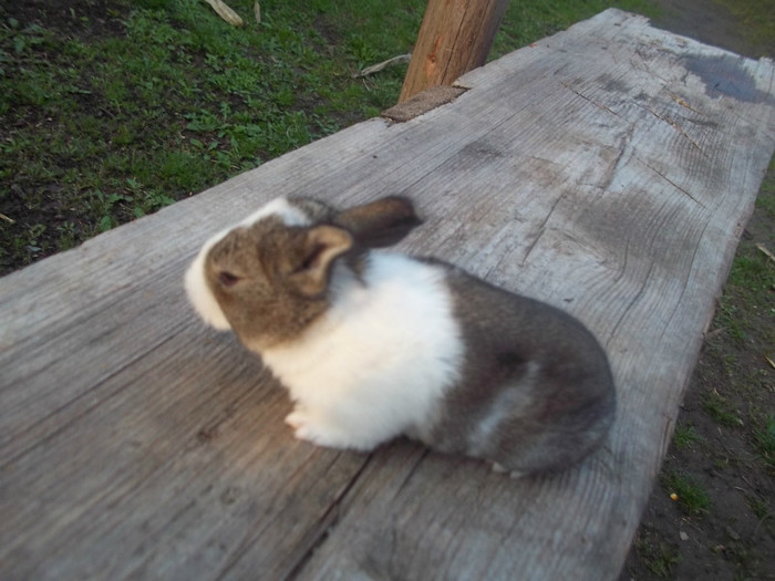 100_6973 - Copia; doua saptamani
