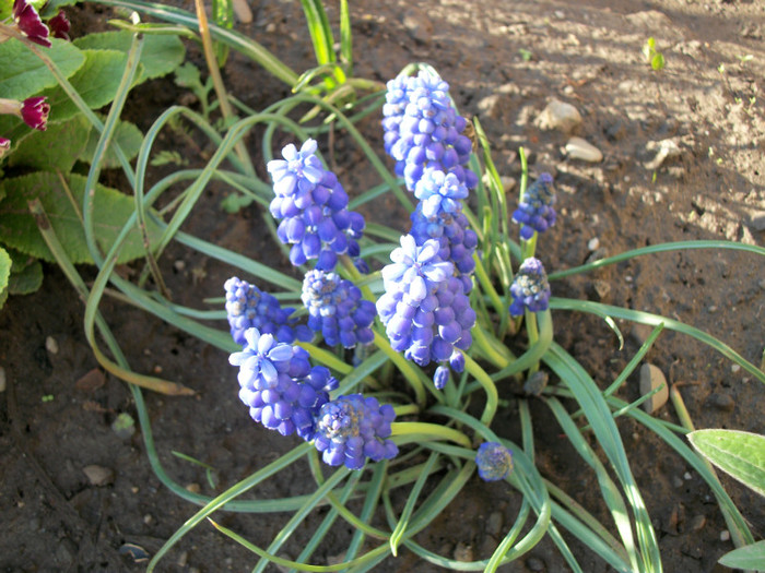 100_8290 - muscari 2012