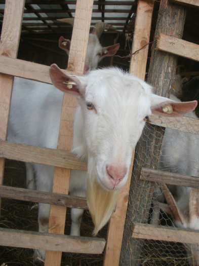 P4080625 - Tapi Saanen