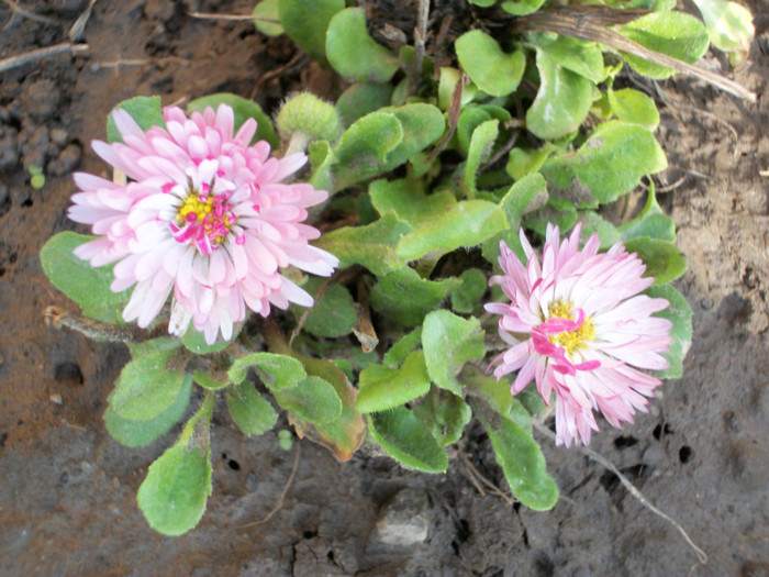 100_8267 - bellis 2012