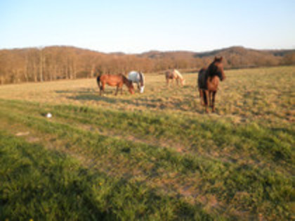 68352920_JPHITLX - PENSIUNEA LE PERLINO-FRANCE