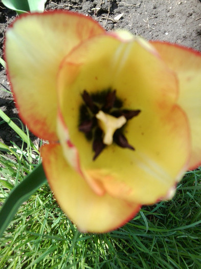 Fotografie3486 - flori de gradina 2012