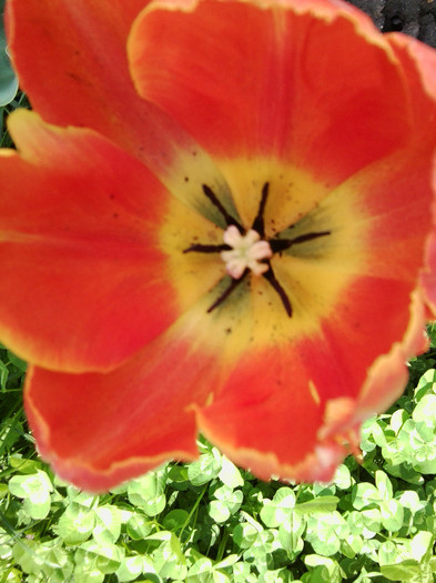 Fotografie3487 - flori de gradina 2012