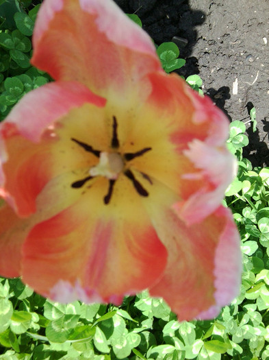 Fotografie3488 - flori de gradina 2012