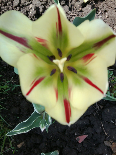 Fotografie3489 - flori de gradina 2012