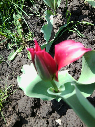 Fotografie3490 - flori de gradina 2012