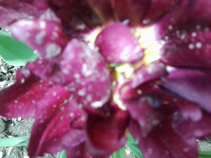 Fotografie3499 - flori de gradina 2012