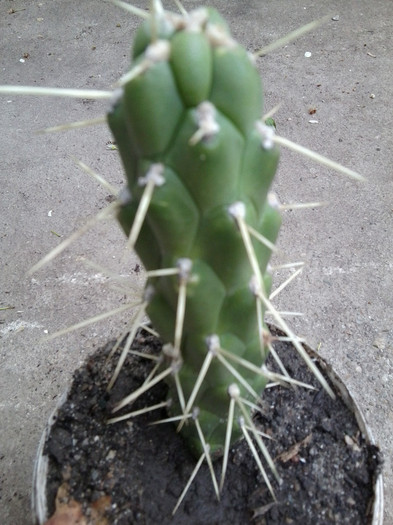 multumesc anytta - cactusi si suculente