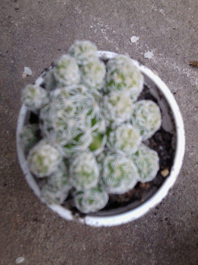 multumesc anytta - cactusi si suculente