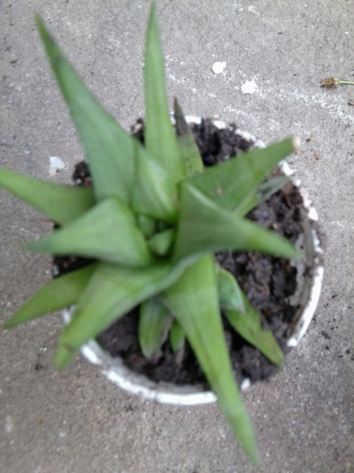 multumesc nora - cactusi si suculente