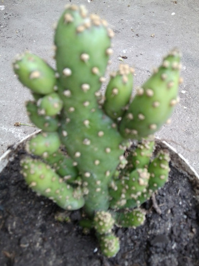 multumesc anytta - cactusi si suculente