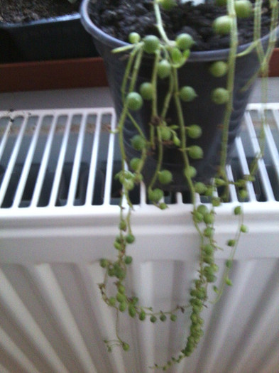 senecio rowlens - cactusi si suculente