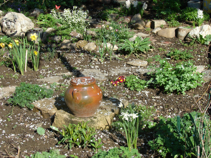 DSC09132 - Flori de primavara