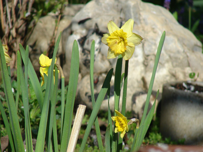 DSC09139 - Flori de primavara