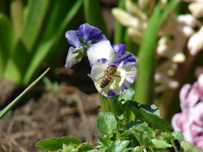 DSC09144 - Flori de primavara