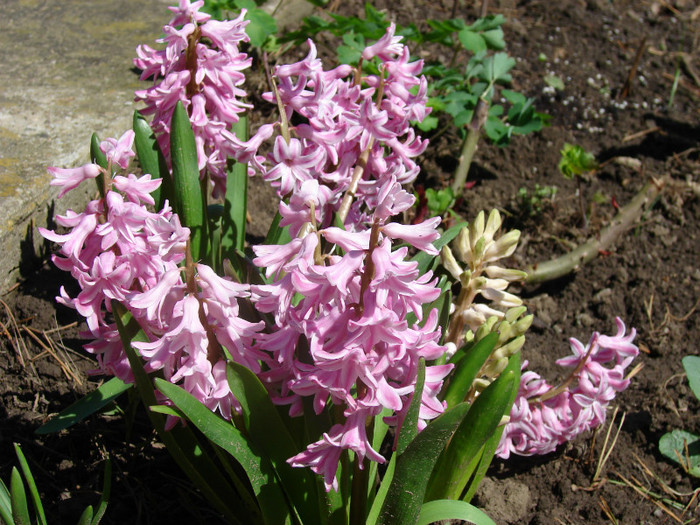 DSC09150 - Flori de primavara