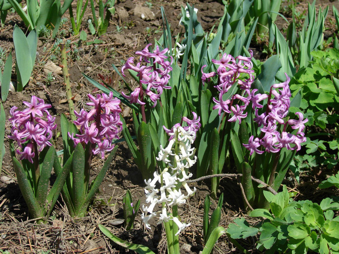 DSC09151 - Flori de primavara