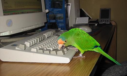 computer_animals%20%289%29 - poze sell marie sell gomez