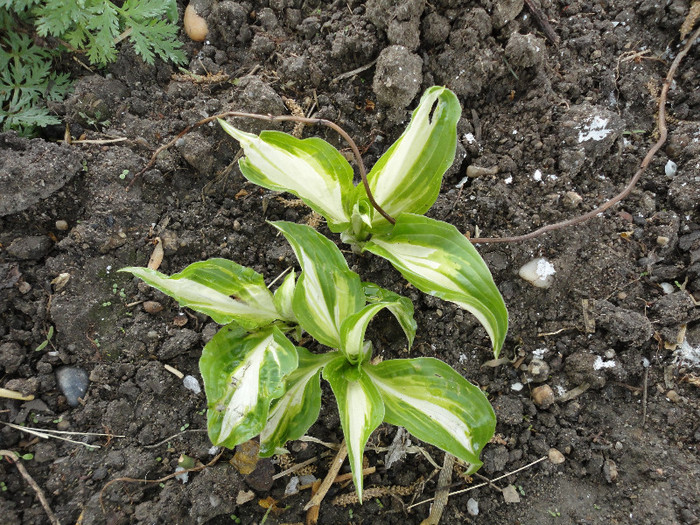 Undulata mediovariegata-De la sora mea2012 - Hosta