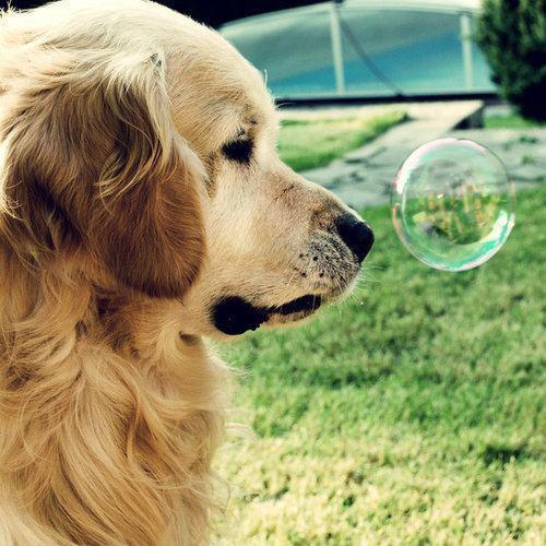 Catelusul uitanduse`la` balonul care` ii reflecteaza` fata`.
