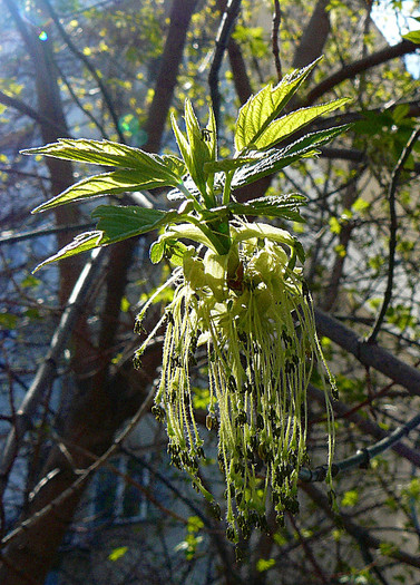 P1510305 - ARBORII IN FLOARE