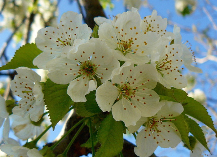 Ciresul - ARBORII IN FLOARE