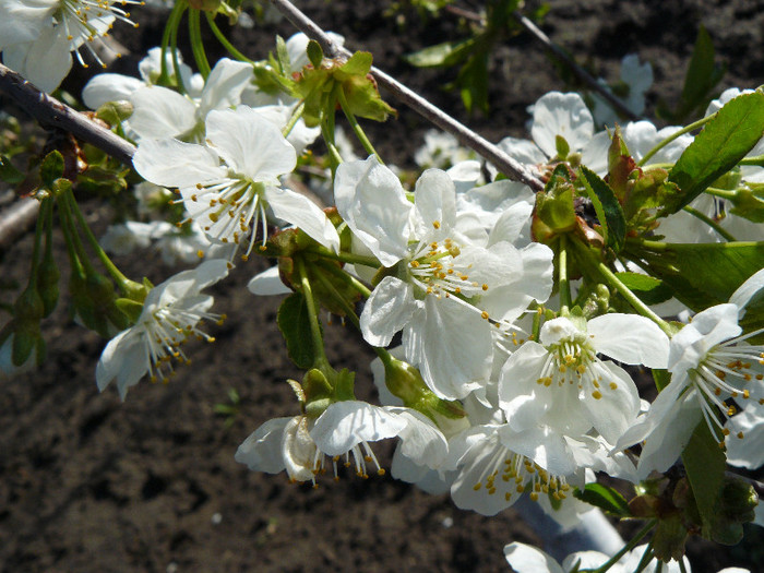 Cires - ARBORII IN FLOARE