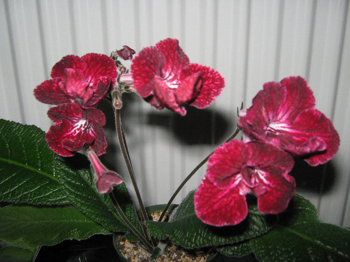  - streptocarpus DS Ognivo- Dimetris