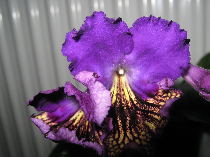  - streptocarpus Eve