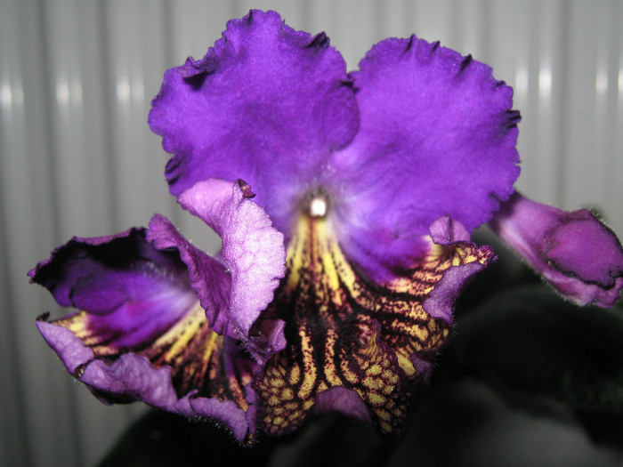  - streptocarpus Eve