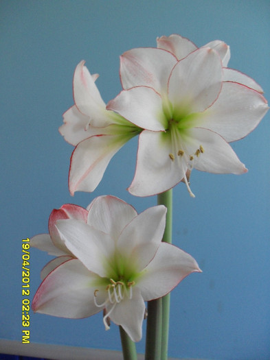 SDC11399 - 1_My Amaryllis-2012