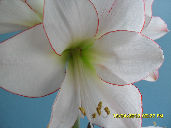 SDC11402 - 1_My Amaryllis-2012