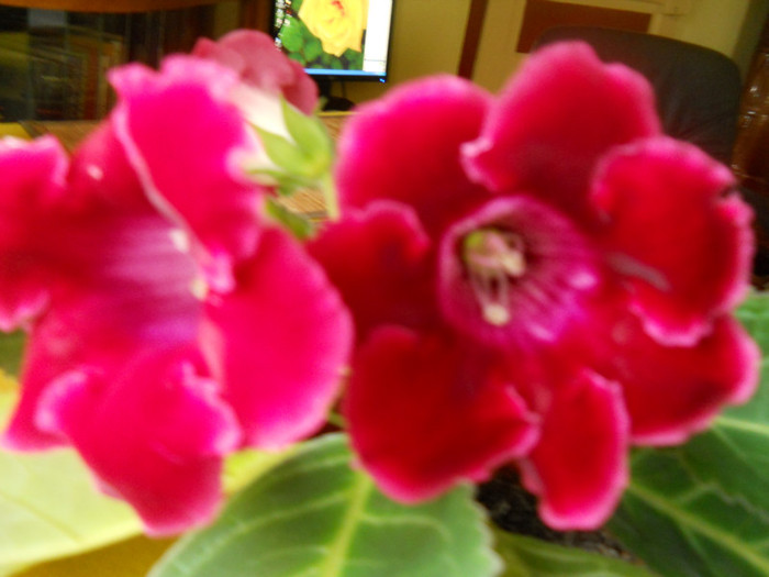 DSCN2432