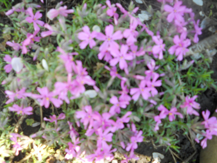 DSCN2446