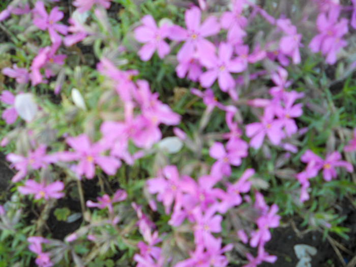 DSCN2447