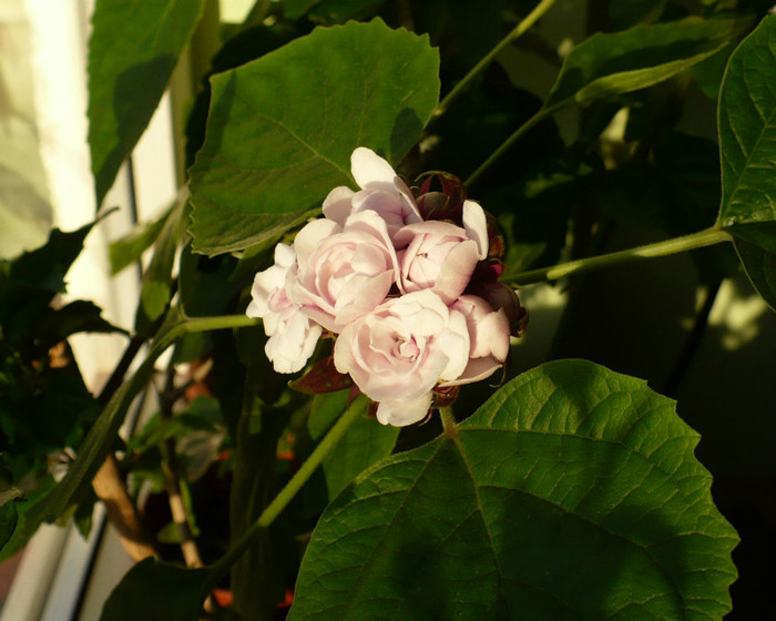 20 apr - Clerodendron 2012