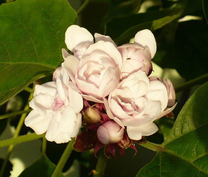 P1380561 - Clerodendron 2012