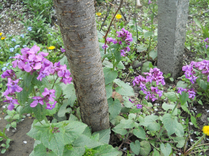 DSCN2456