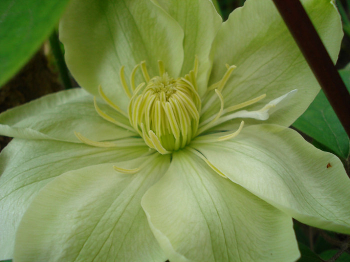 DSC06319 - Clematis 2012