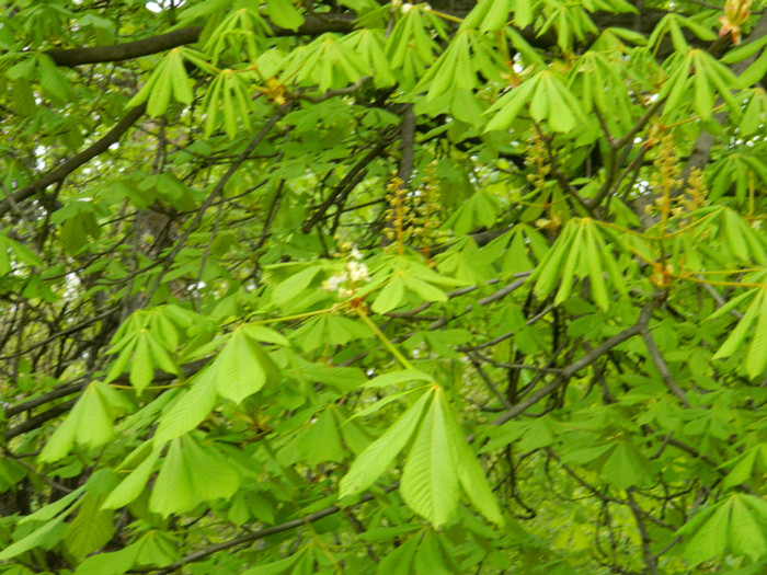 DSCN3230